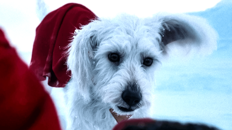 Krypto in Superman.
