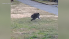 Meet Jimothy, the raccoon with shortspine syndrome who's taking the internet by storm
