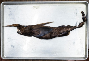 New species of ghost shark may have been found in Costa Rica