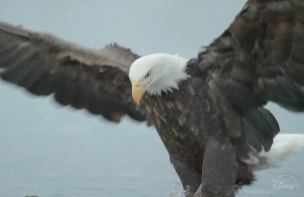 Disney+ is dropping a gorgeous 6-part nature series tonight that celebrates everything beautiful about America
