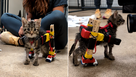 Kitten with custom-made wheelchair to help him walk