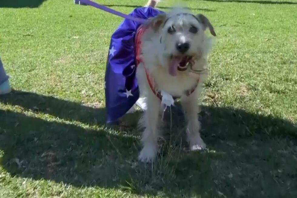 Comic-Con goes to the dogs at pet cosplay competition Comic-Con goes to the dogs at pet cosplay competition