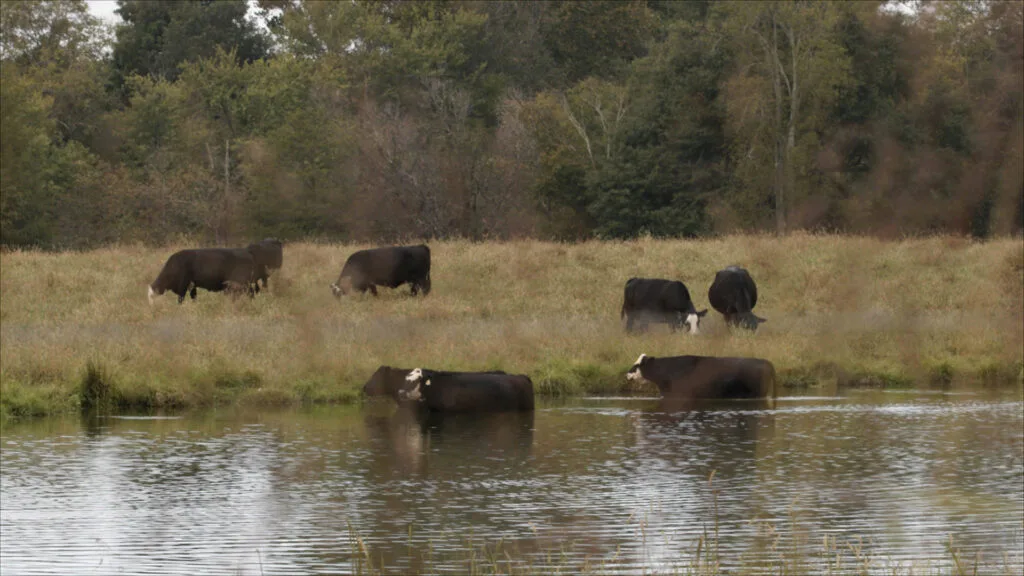 Around half a dozen cows graze next to a river.