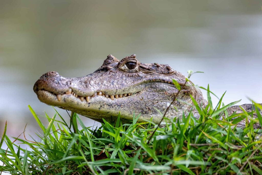 The Comic Book Ad That Unleashed Caimans on Florida The Comic Book Ad That Unleashed Caimans on Florida
