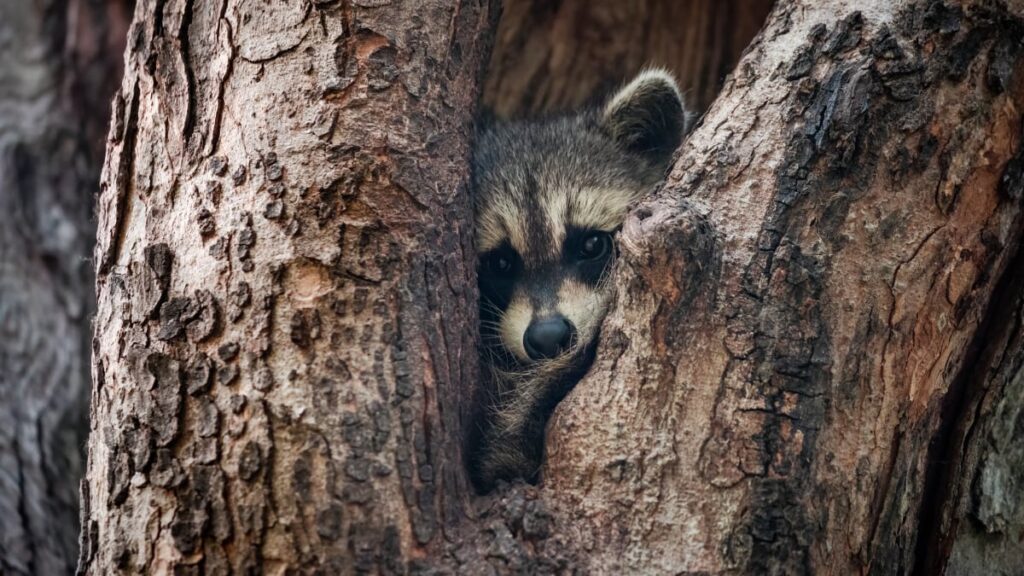 Jimothy the raccoon is becoming a video game character Jimothy the raccoon is becoming a video game character