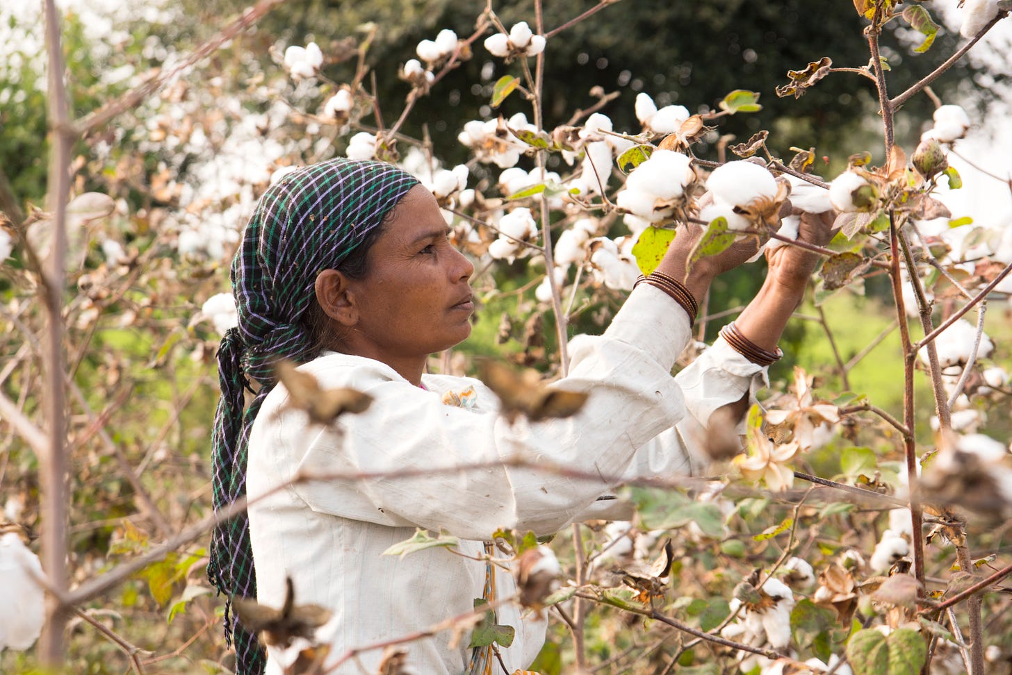 A woman picking cotton in a field