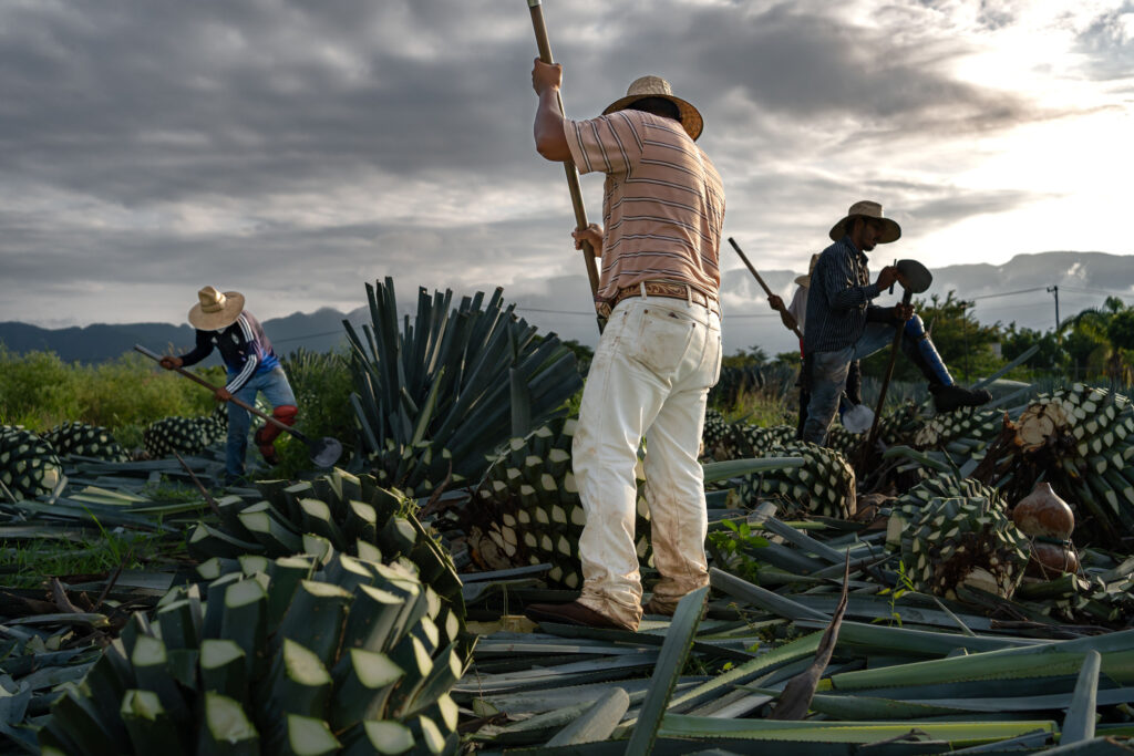 Is a new boom for collectible Tequila on the cards? Is a new boom for collectible Tequila on the cards?