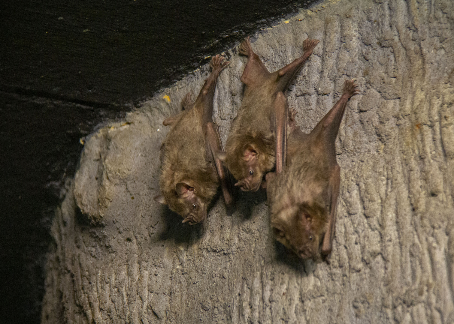 Bats in Edmonton: Valley Zoo reopens the nocturnal wing for Jamaican Fruit Bats