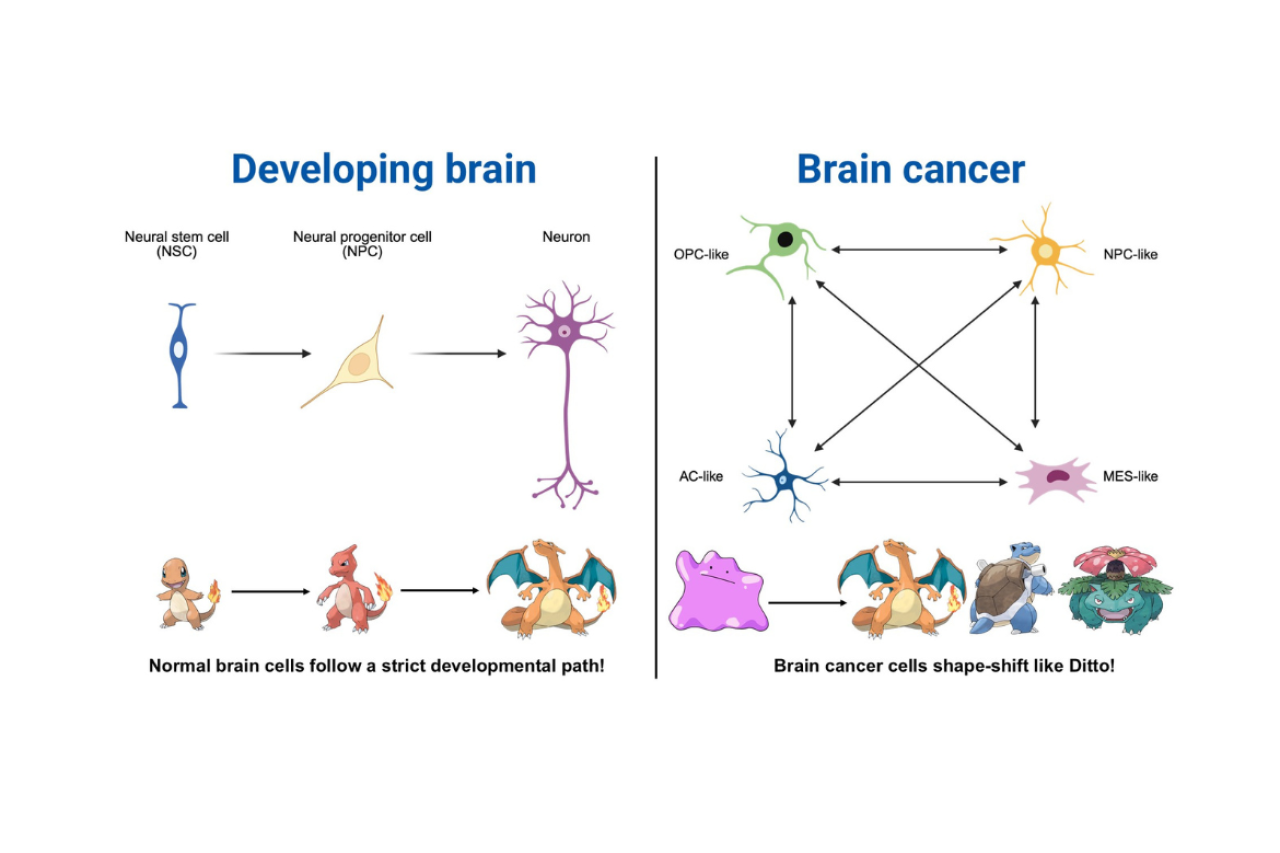 Diagram comparing normal brain development to brain cancer cell plasticity. Left: linear stem cell → progenitor → neuron path, illustrated with Charmander evolving into Charizard, captioned "Normal brain cells follow a strict developmental path!" Right: four cancer cell states (OPC-like, NPC-like, AC-like, MES-like) interconverting via bidirectional arrows, illustrated with Ditto transforming into Charizard, Blastoise, and Venusaur, captioned "Brain cancer cells shape-shift like Ditto!"