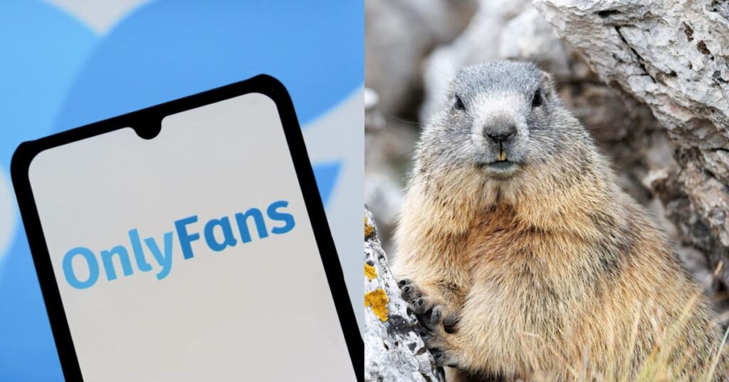 UCLA Scientists Launch OnlyFans for Marmots After Funding Cuts Threaten Research UCLA Scientists Launch OnlyFans for Marmots After Funding Cuts Threaten Research