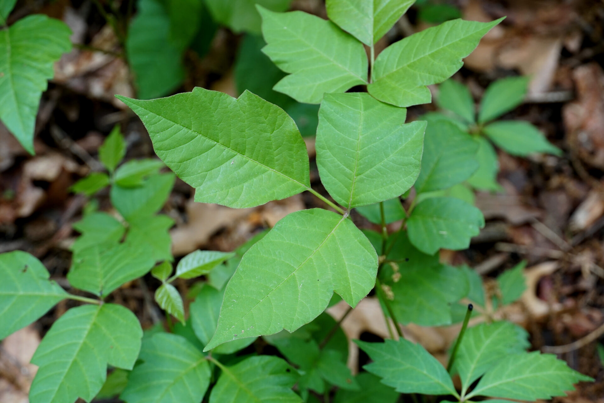 A close up photo of a cluster of poison ivy growing near the ground.