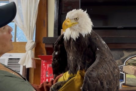 A grizzled bald eagle is examined by a human