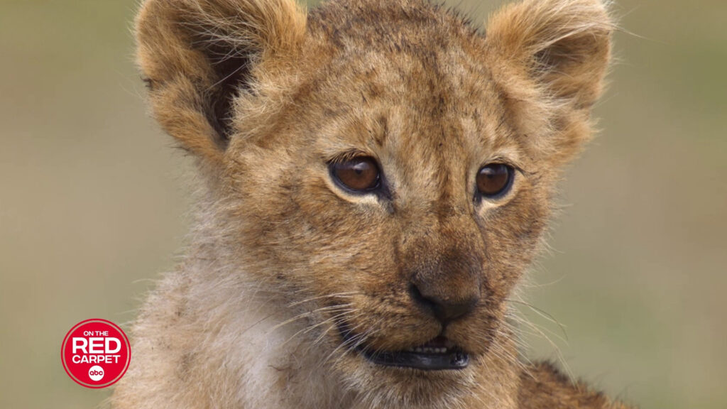Jon Favreau executive produces new Nat Geo series, ‘Lion,’ following a cub’s journey to king