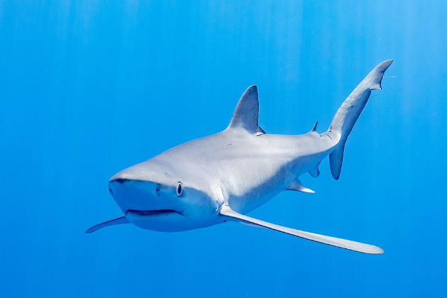 US scientists studying killer sharks in oceans to predict hurricanes