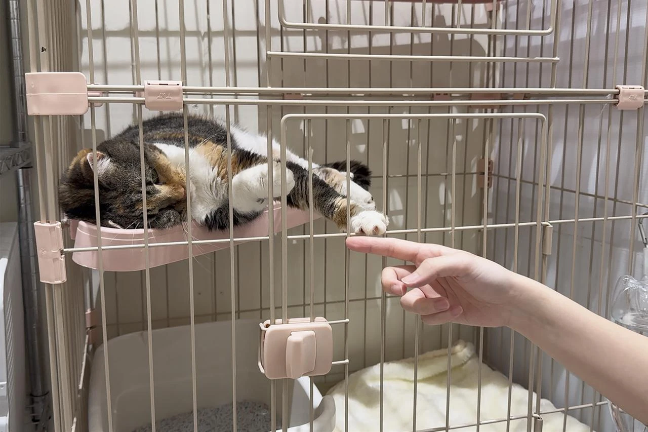 All 25 cats survive earthquake and explosion at Japan mall
