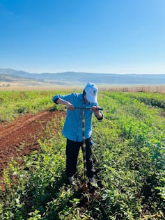 A man in a blue shirt pushes a long implement into the soil in a field of green crops.