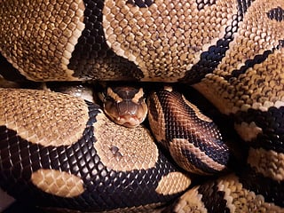 A huge electricity bill led police to 300 pythons hidden inside a flat