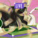 A laptop with a vortex of dollar bills and a camera and headphone being sucked into it with the word "Live" on top.