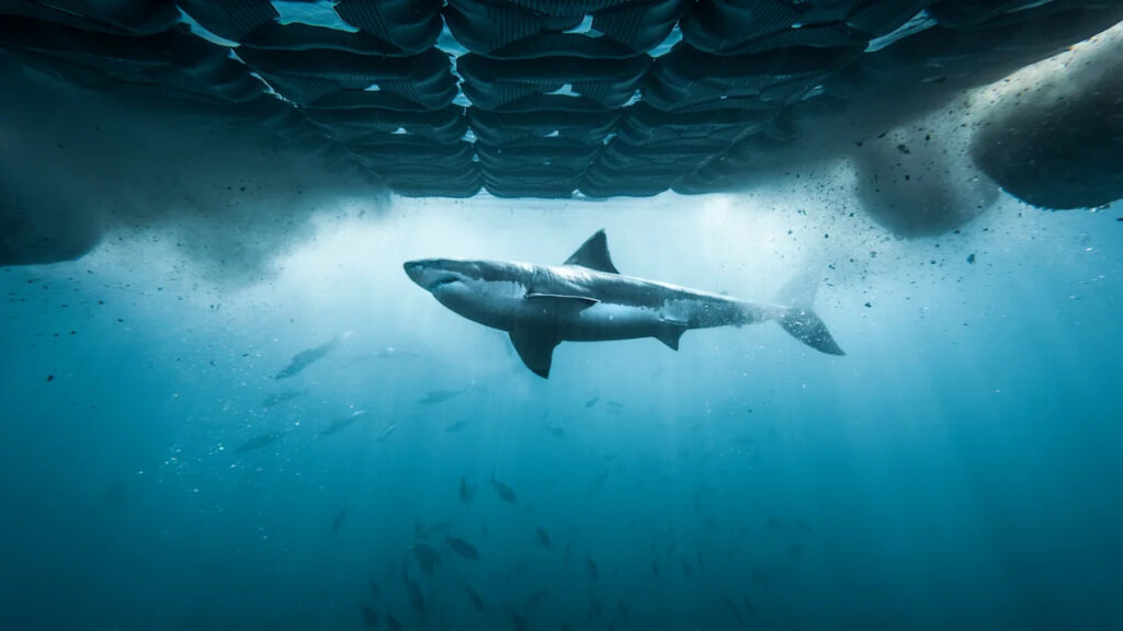 Shark Week 2026: Where to watch ‘Great White Highway’ tonight, full TV schedule, and more