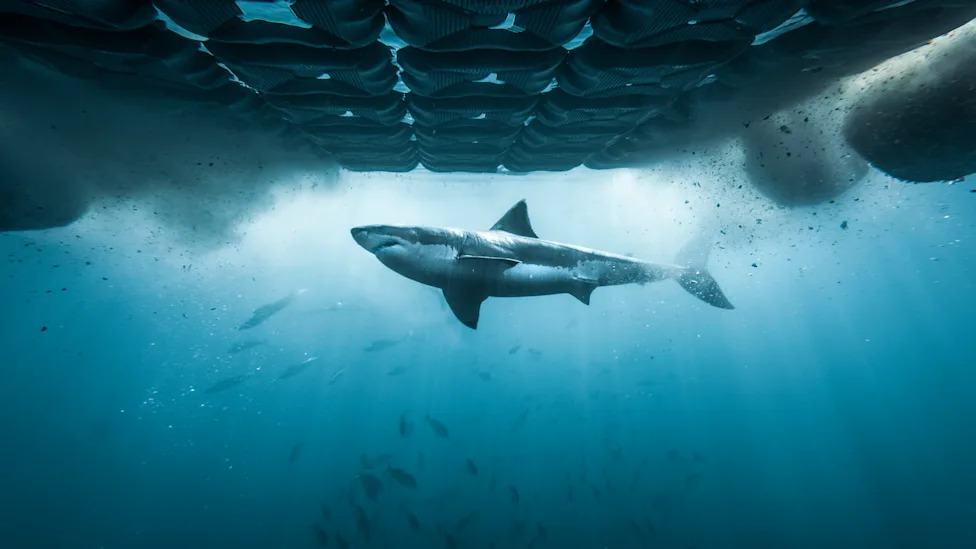 Great White Shark swimming past Chum island