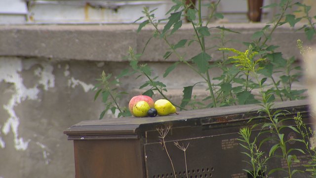 Modcity accused of throwing fruit at neighbours while cutting down more trees