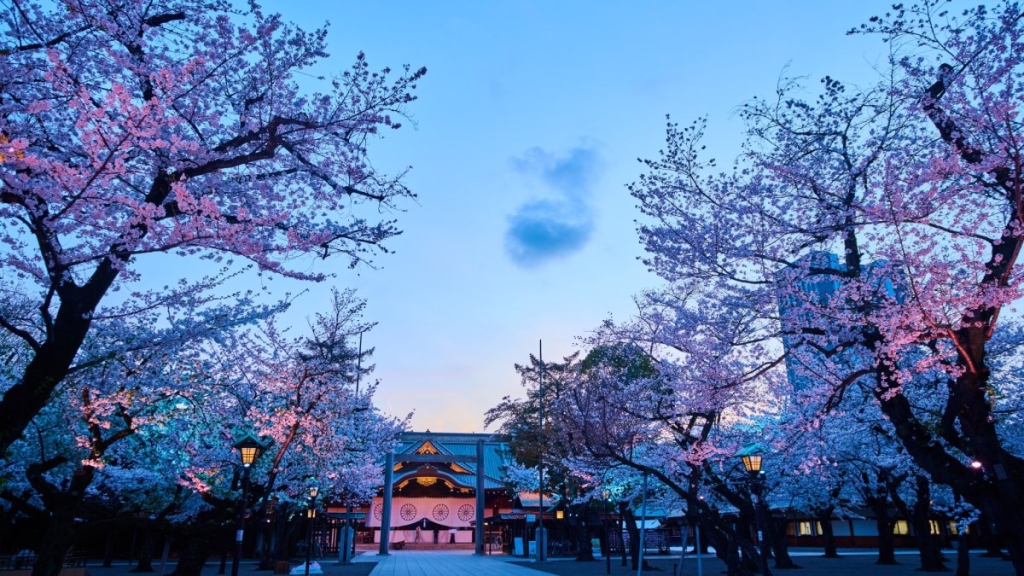 Night Sakura Pilgrimage at Yasukuni Shrine 2026