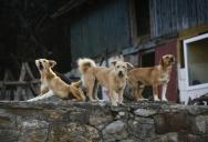 He Spent $500k on a Peaceful Home—Then Discovered the Next-Door Yard Was an Unlicensed 12-Dog Breeding Operation