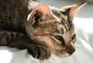 His Sister-in-Law’s Cat Has Dangerously Overgrown Claws — She Refuses to Take It to the Vet