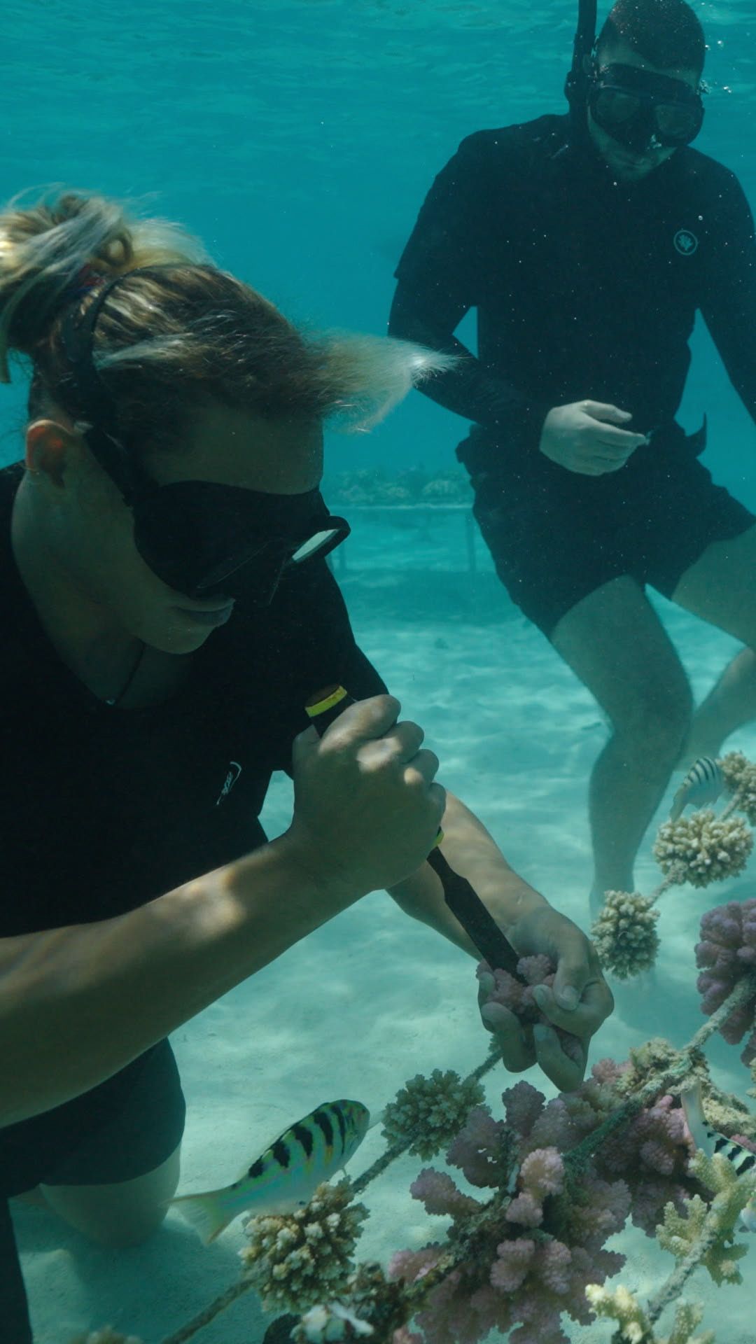 Coral Gardeners Thumb 2.jpg