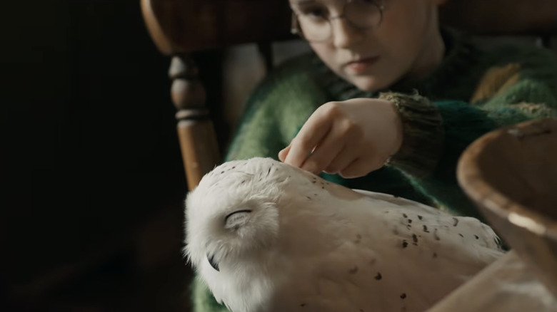 Harry petting Hedwig in Harry Potter and the Philosopher's Stone