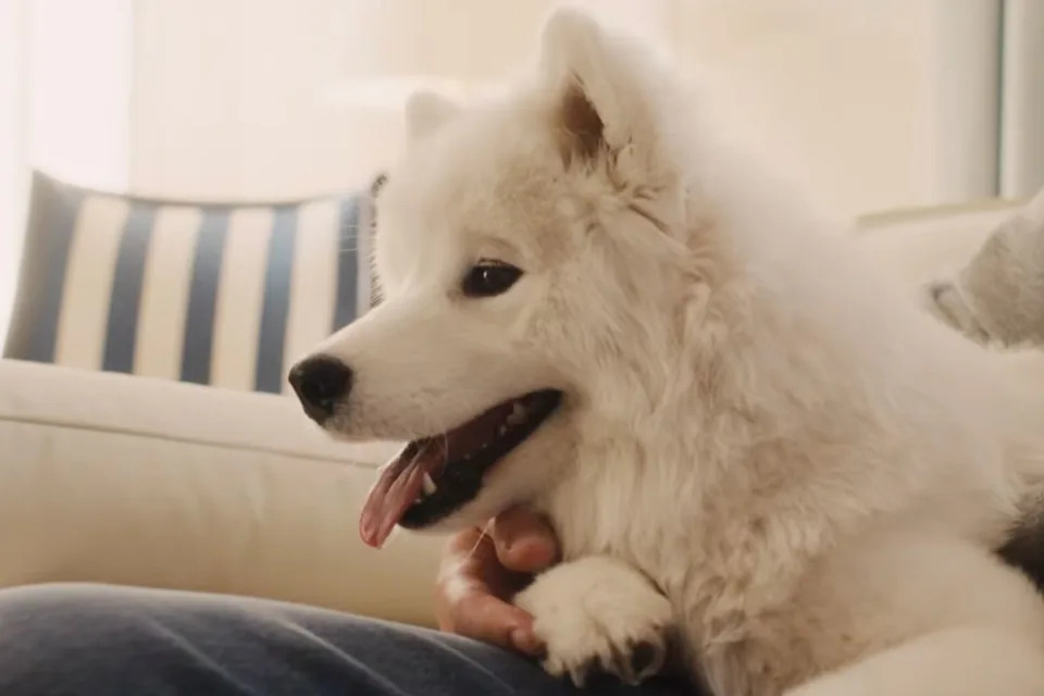 white fluffy dog