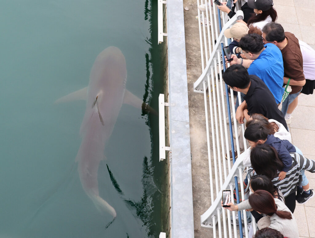 Shark Draws 600,000 to Busan Park in 10 Days as Animal Fandom Grows Shark Draws 600,000 to Busan Park in 10 Days as Animal Fandom Grows