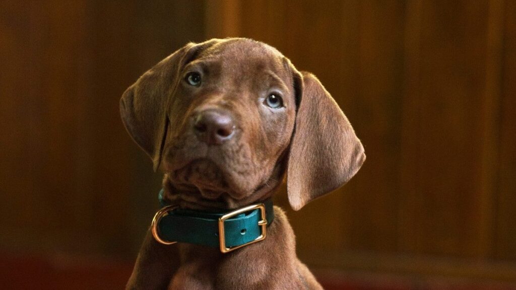 Scooby-Doo: Origins Reveals Cute New Photo of the Live