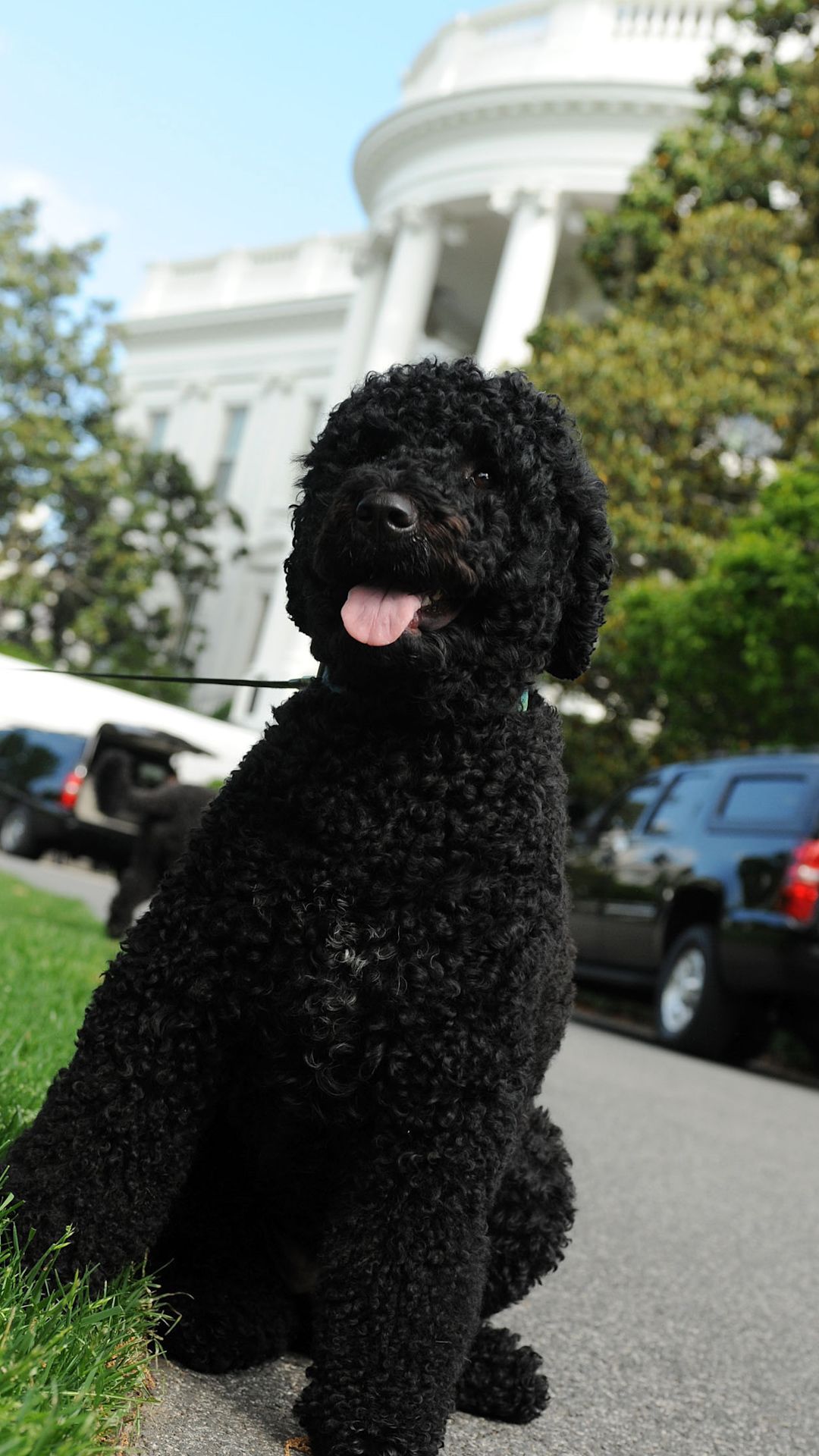 sunny obama dog vrtc.jpg