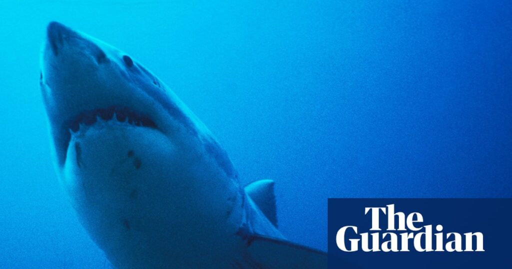 Thursday news quiz: Superheroes, AI zeroes and a very lost shark