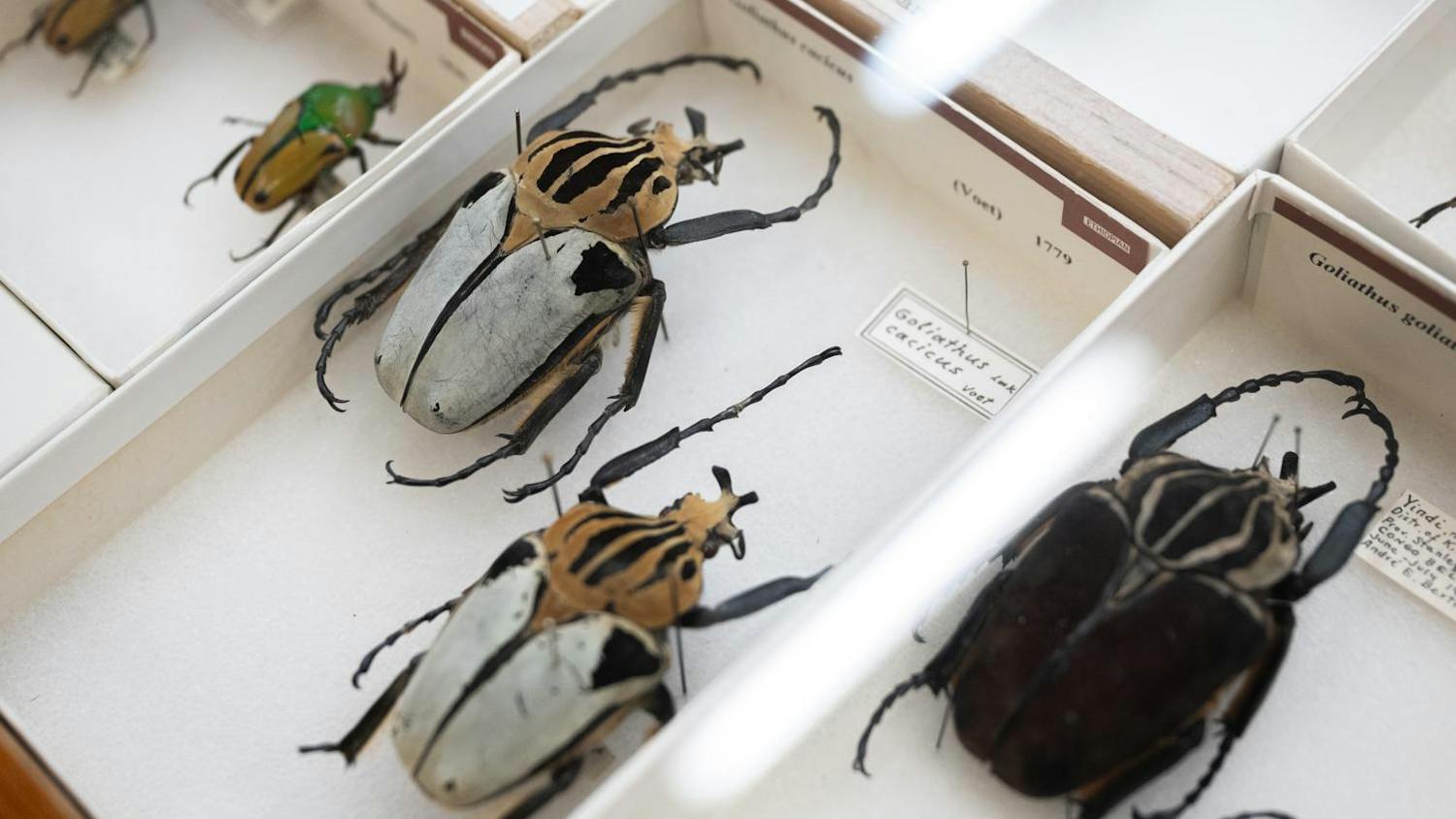 Insectapalooza: Inside the Wacky World of Insects